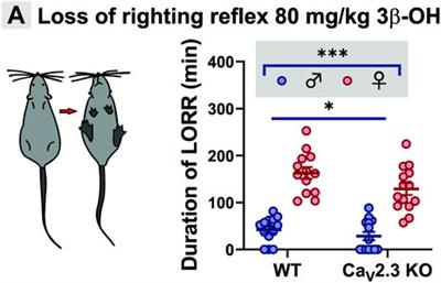 Further Evidence that Inhibition of Neuronal Voltage-Gated Calcium Channels Contributes to the Hypnotic Effect of Neurosteroid Analogue, 3β-OH